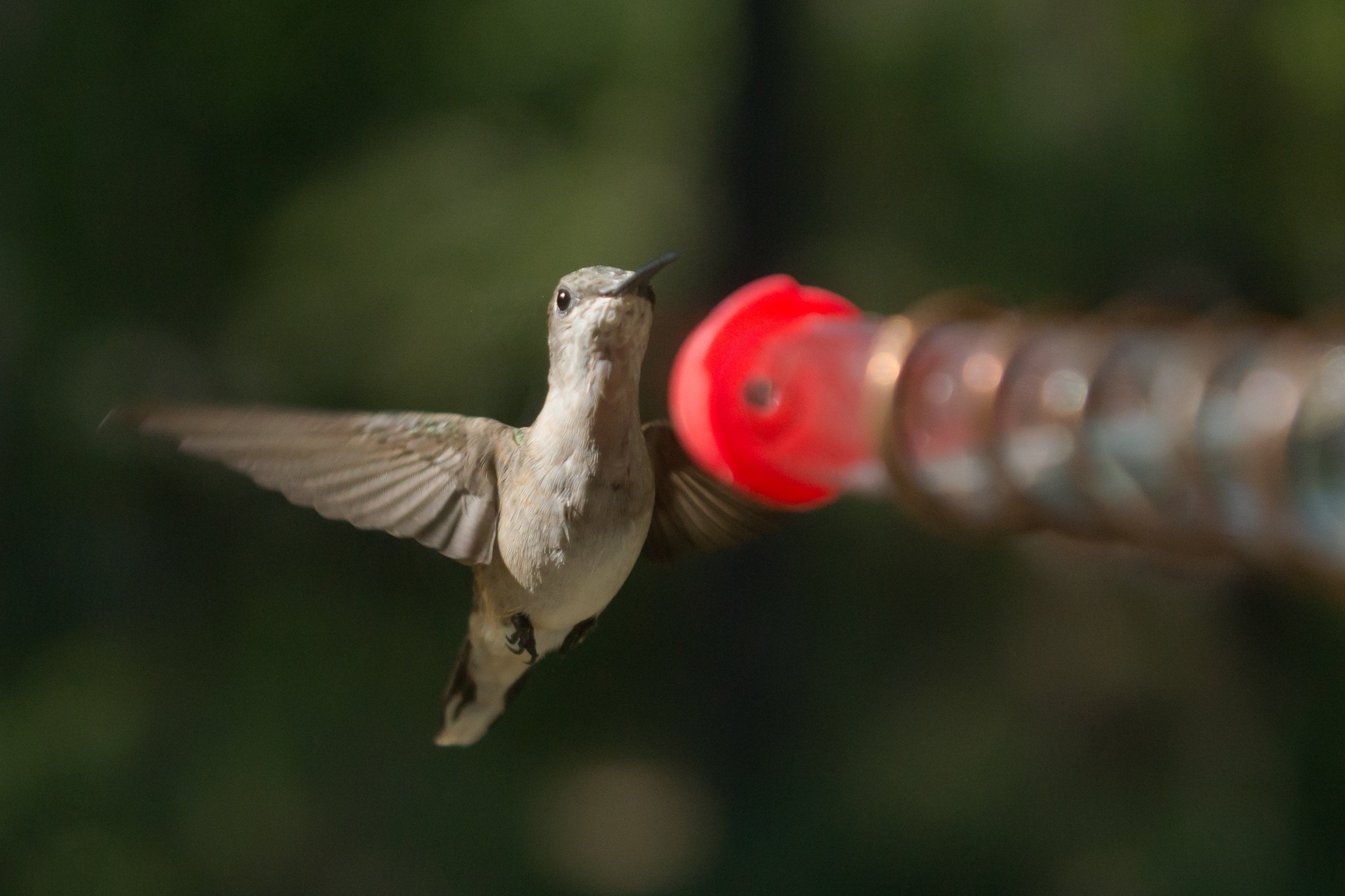 Window Test Tube Hummingbird Feeder 
