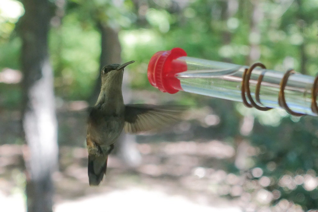 Test Tube Window Hummingbird Feeder With Suction Cup