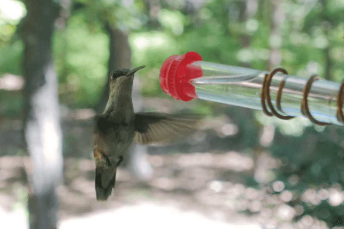 Test Tube Window Hummingbird Feeder With Suction Cup - Cinder House Creations